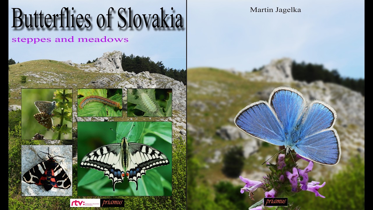 Butterflies of Slovakia - Steppes and meadows