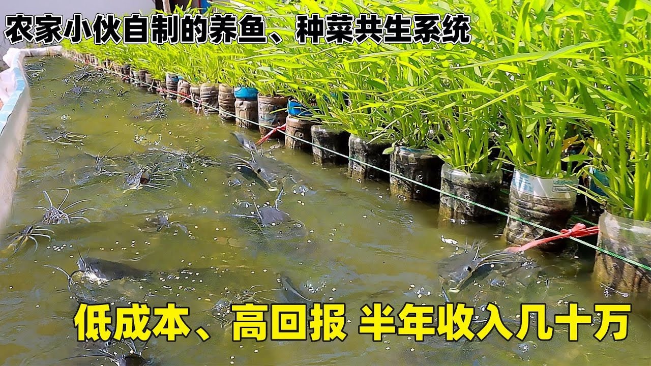 农家小伙自制养鱼、种菜共生系统，低成本高回报，半年收入几十万