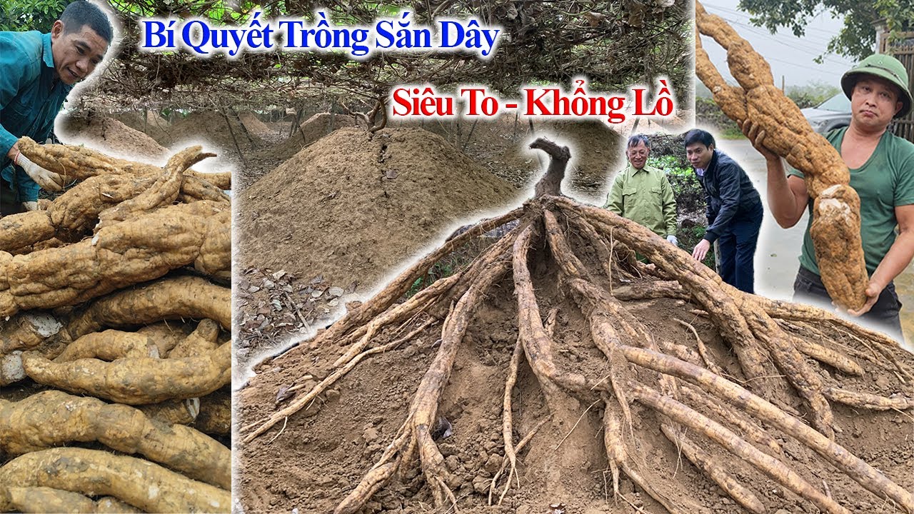Secret to growing high yielding large tubers of Arrowroot