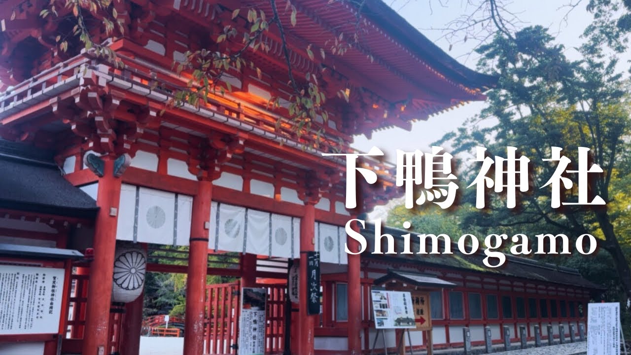 【Vlog】京都暮らし、糺の森へ🌳北欧の森を思いながら下鴨神社を歩く｜A Quiet Morning Walk to Shimogamo Shrine through Forest