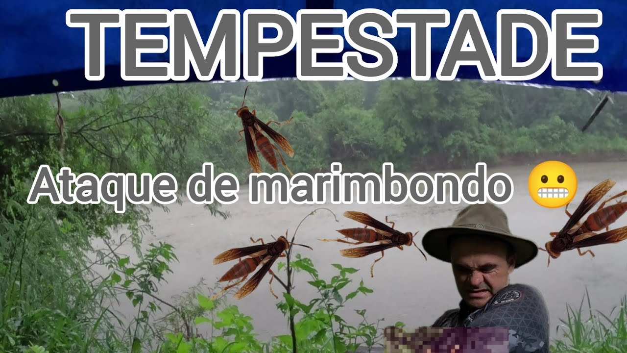 FUI ATACADO POR MARIMBONDO E FUI PEGO DE SURPRESA POR UM TEMPORAL  !!! [4K]