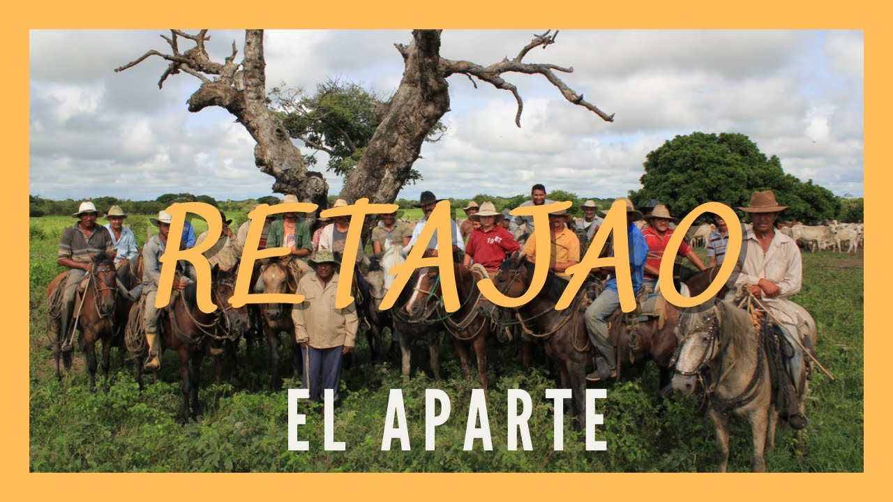 RETAJAO. EL APARTE.  Llanos del Orinoco. Trabajo de llano. Arreo de ganado. Trashumancia. Vaquerías.