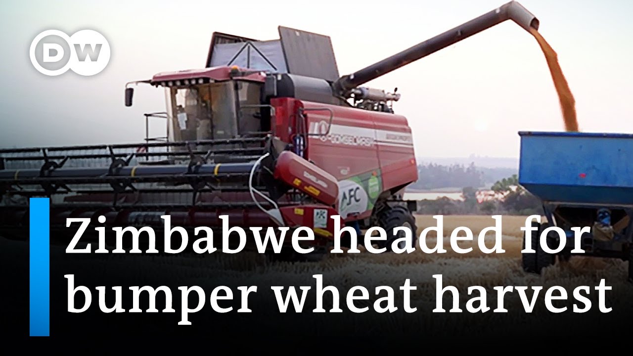 Zimbabwe boosts wheat growing amid global shortage | DW News