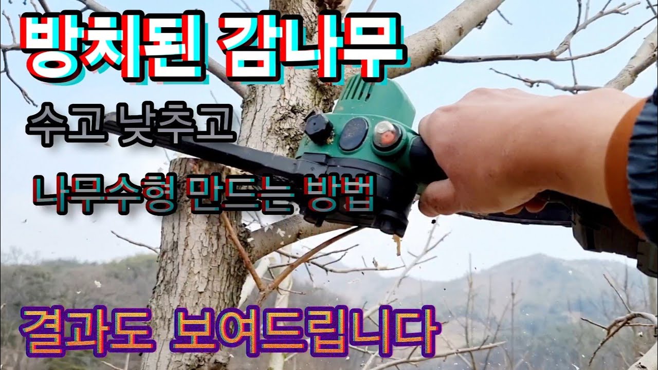 방치된 감나무 키 낮추고,나무수형 만드는 전정방법/결과도 보여드립니다