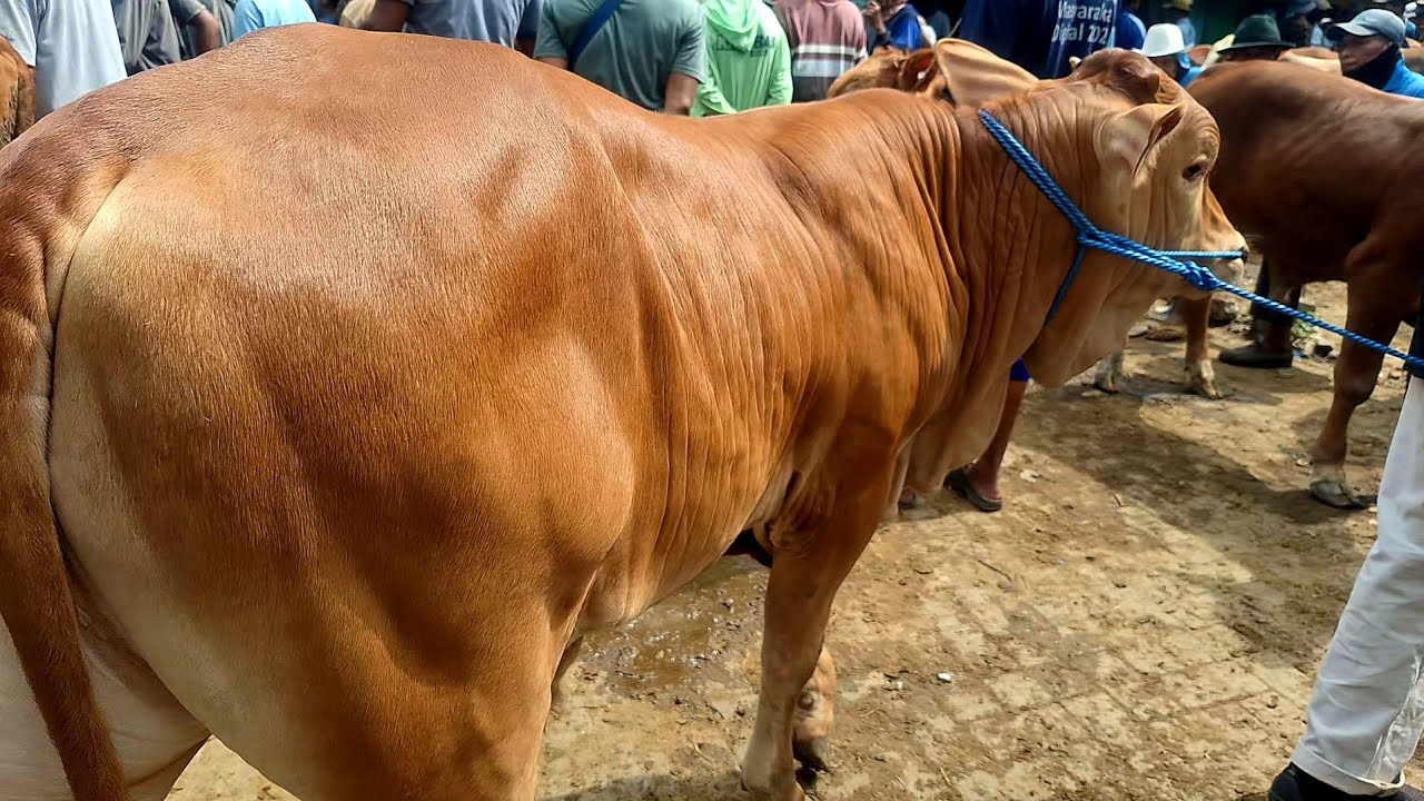 13500‼️HARGA BAKALAN ANJLOK || Harga Hancurr Sepi Pembeli || Pasar Tuban