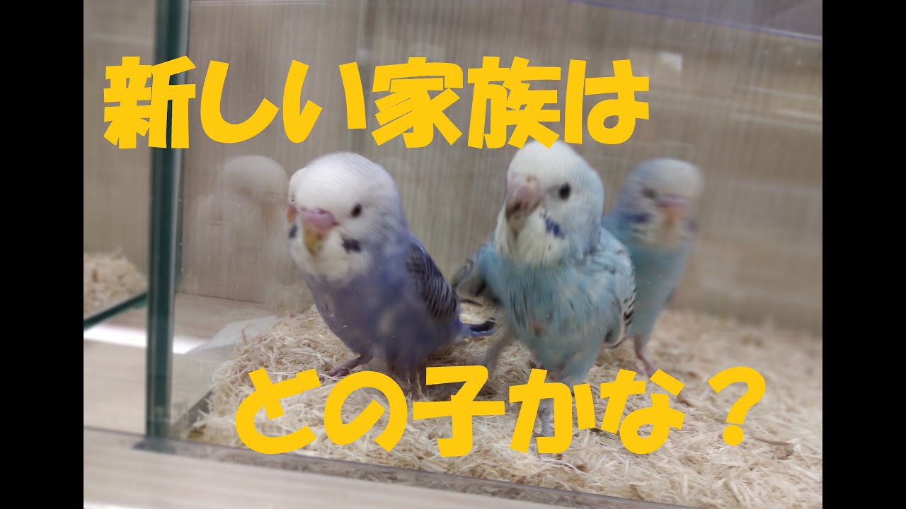 めん吉君を迎えに行きました。可愛いセキセイインコ