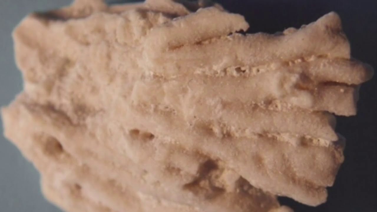 Danish Fossils part 2