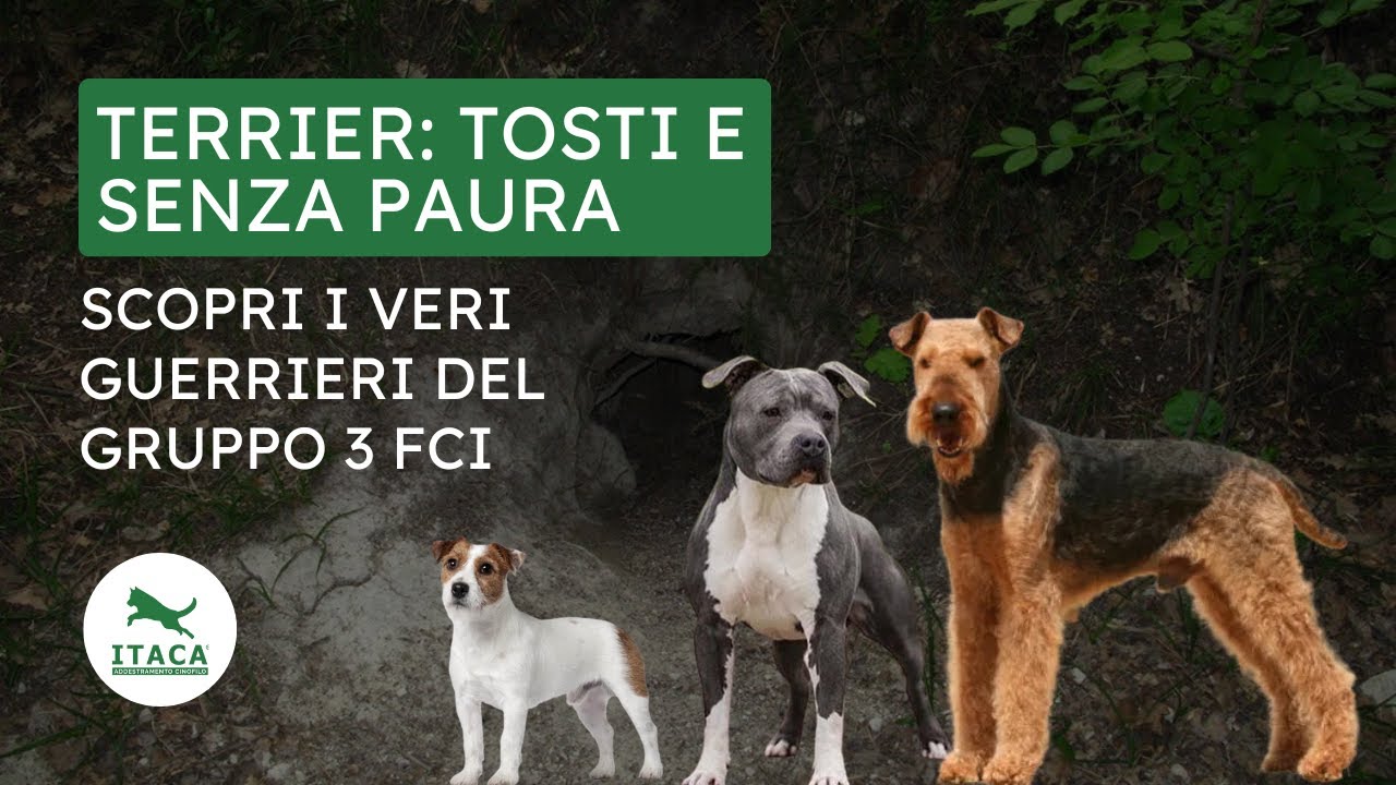 TERRIER: tosti e senza paura – Scopri i veri guerrieri del Gruppo 3 FCI