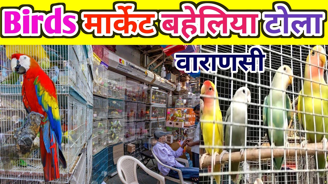 बनारस की सबसे बड़ी पक्षियों की मार्केट, सभी प्रकार के पक्षी मौजूद / Brids market in Varanasi / kashi