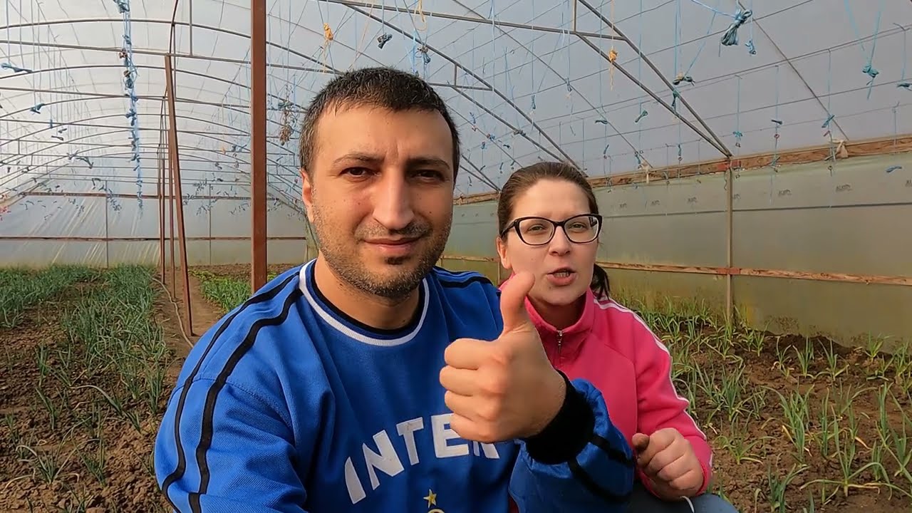 Este sau nu cultura de ceapa verde profitabila? Alimentul minune ceapa beneficii