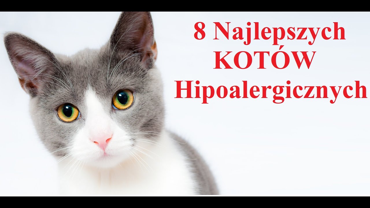 8 Najlepszych Kotów Hipoalergicznych