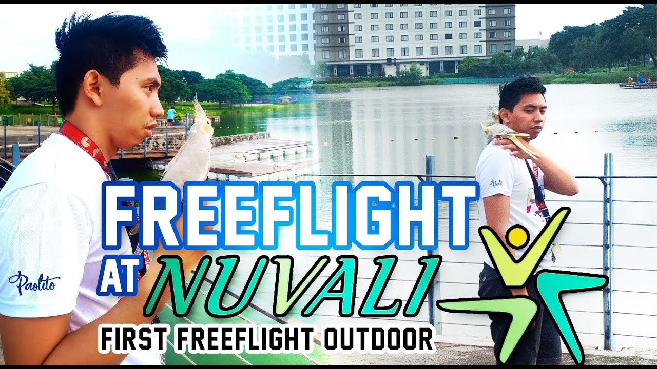TIPS FOR  FIRST OUTDOOR FREEFLIGHT BIRDS | PPFF SOUTH