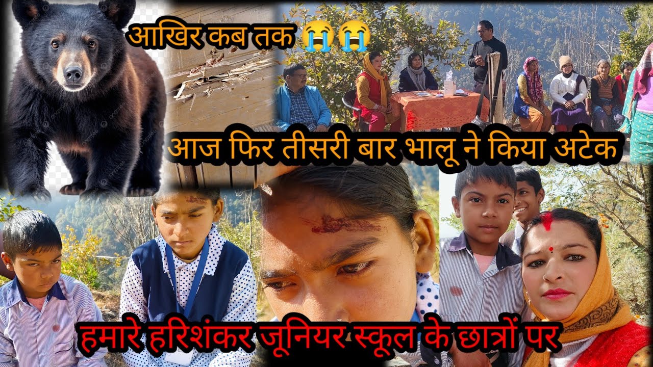 फिर तीसरी बार भालू ने किया अटैक हमारे गांव हरिशंकर जूनियर स्कूल  छात्रों पर बच्चों ने दिखाई  बहादुरी