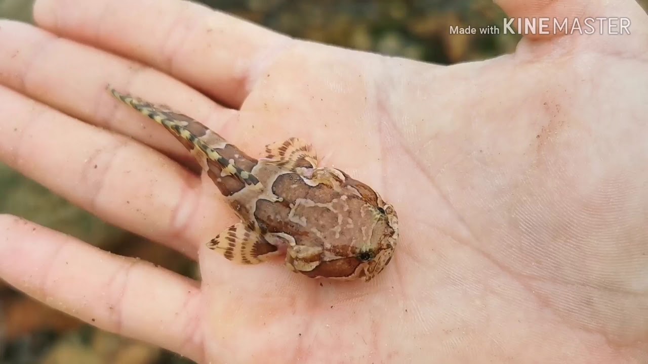Wonderwurm digging and preserving