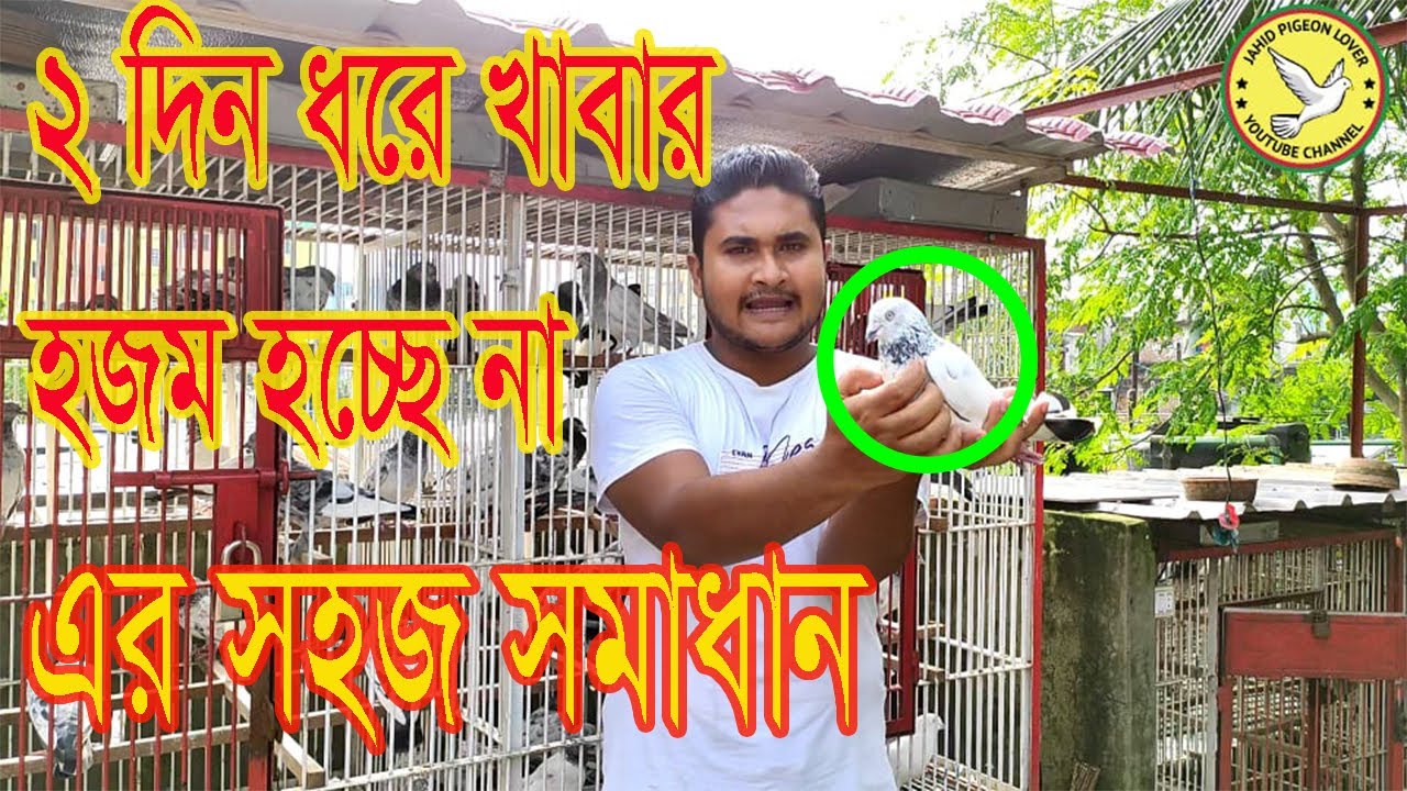 কবুতরের বমি করা ও বদহজম এর চিকিৎসা