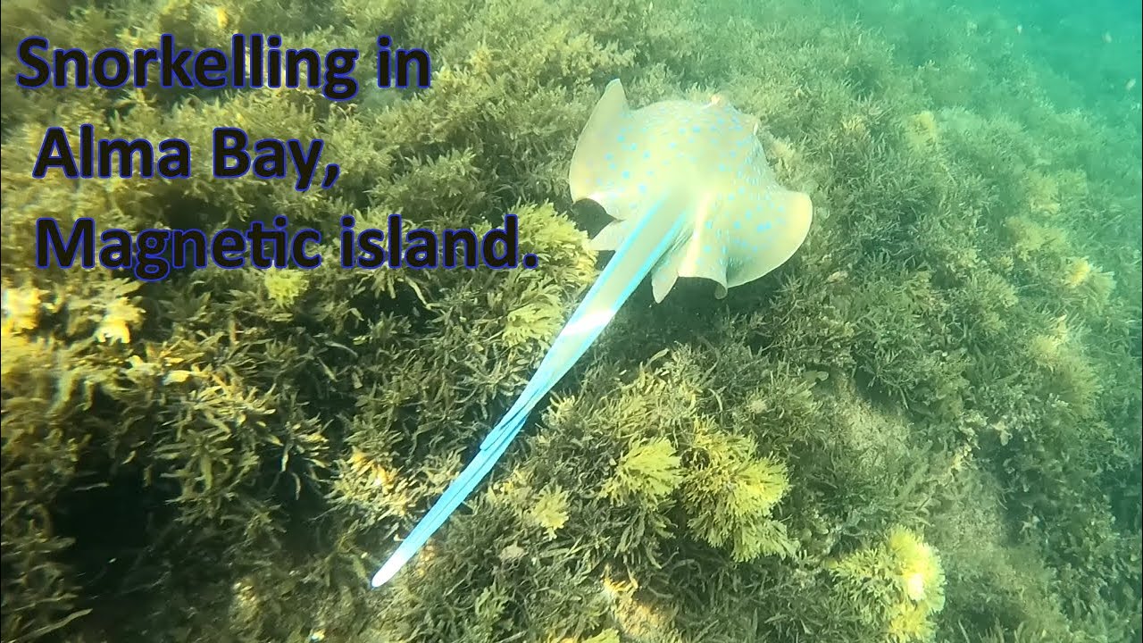 snorkelling in Alma Bay Magnetic Island