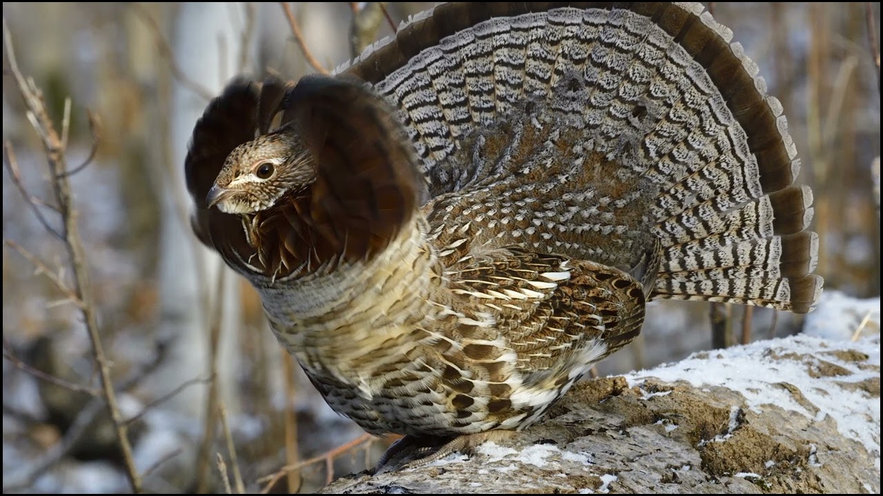 Ruffed grouse Sounds