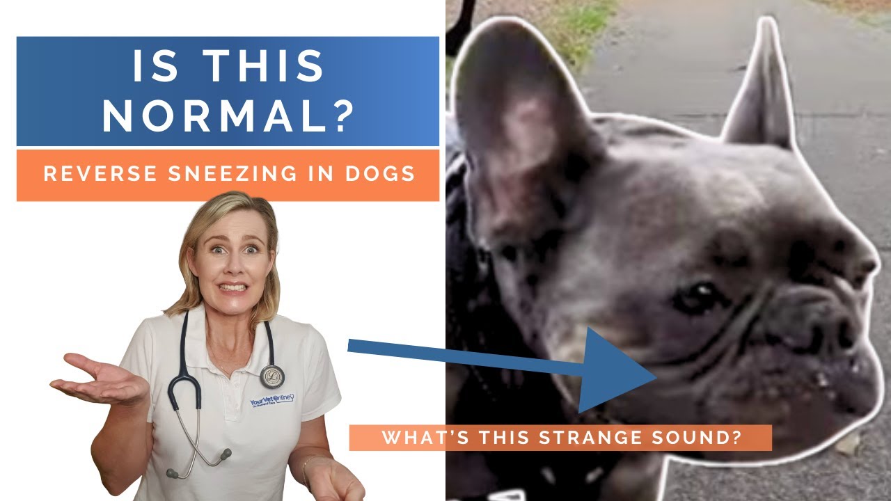 Reverse Sneezing in Dogs: Is It Normal or Dangerous? Vet Explains 🐶