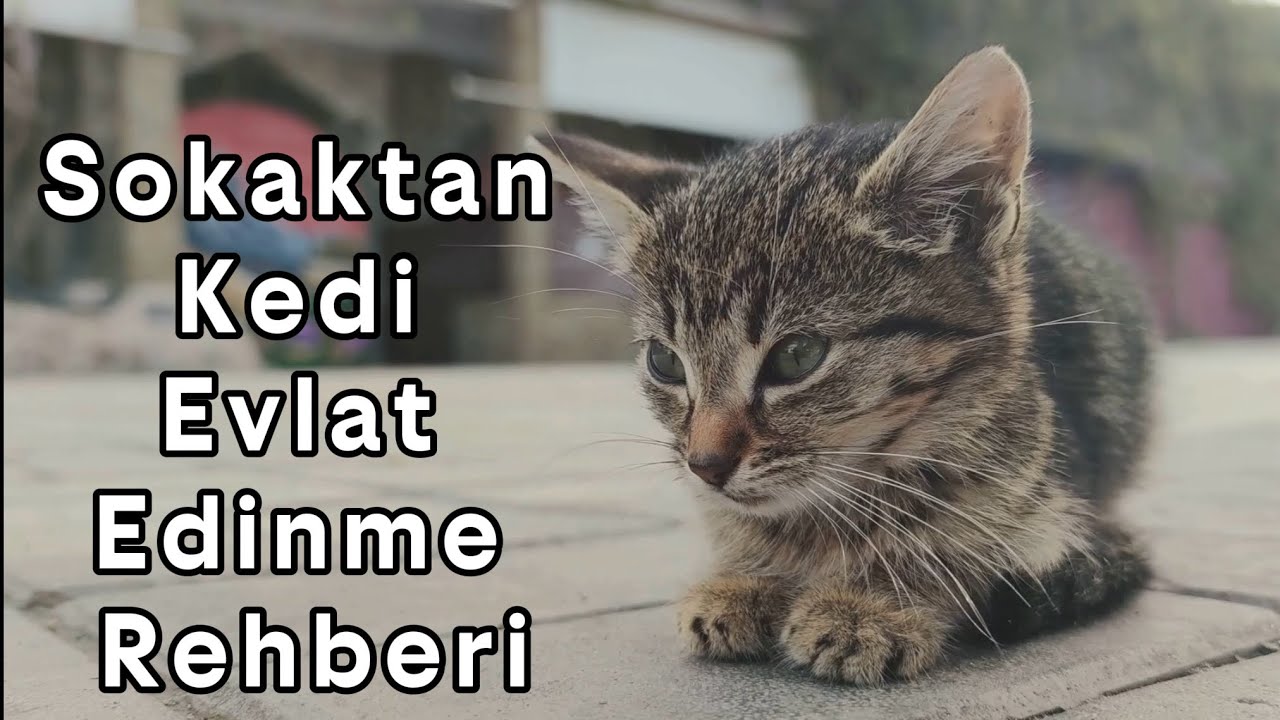 Sokaktan Kedi Evlat Edinme Rehberi🐈