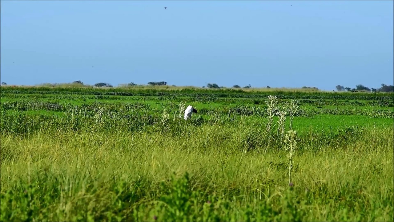 YABIR&Uacute; Jabiru mycteria&nbsp;  (Yulo, garzon soldado, tuyuyu coral)      Ciconiidae