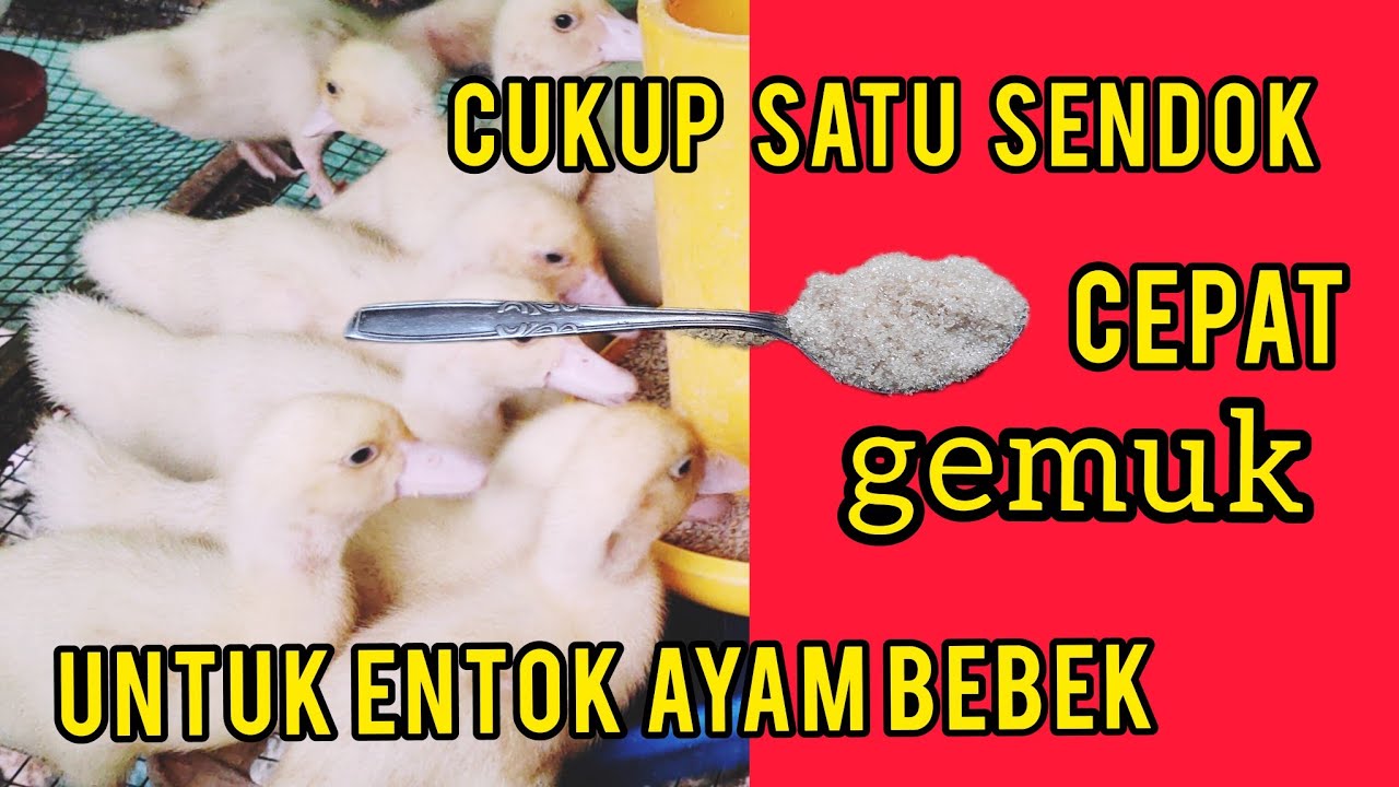 pakan campuran cepat besar dan gemuk  cocok untuk entok ayam dan bebek@Putra Cendana