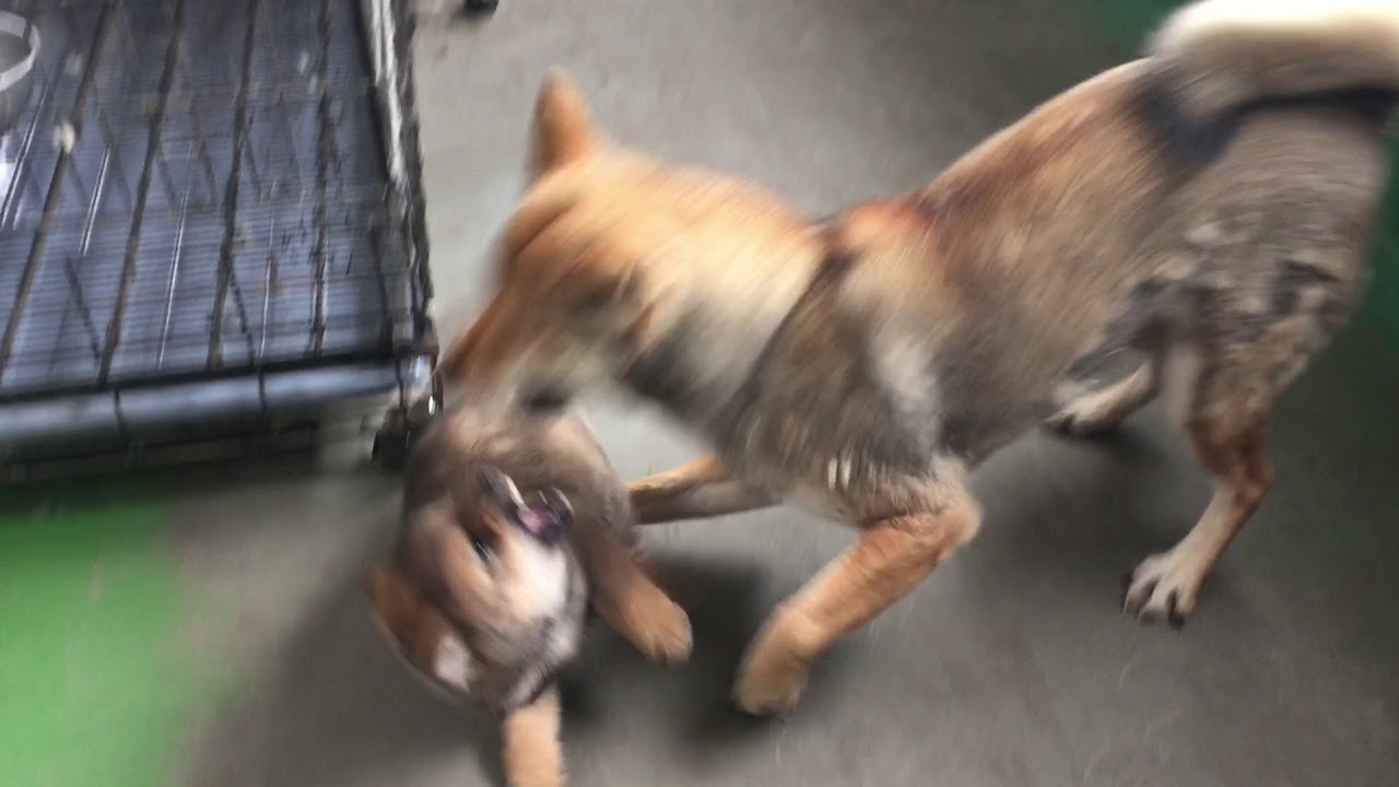 【四国犬】このみの教育的指導。