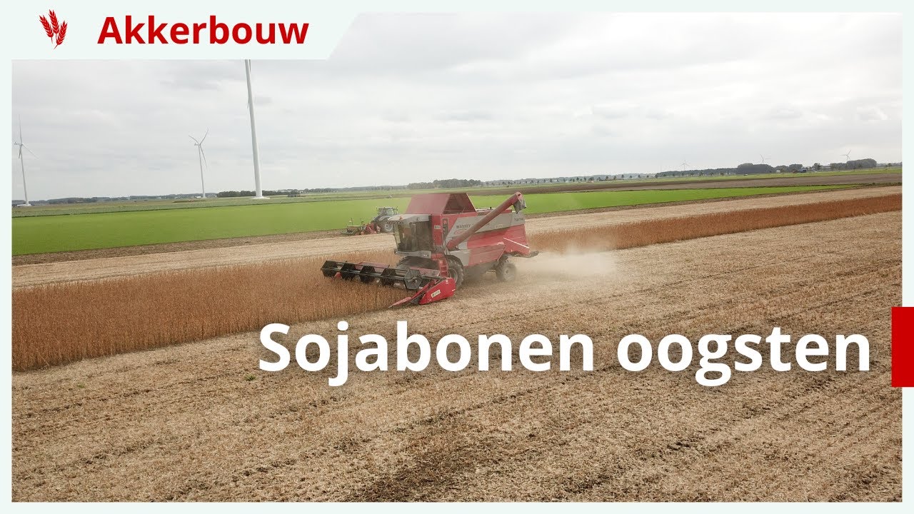 Geslaagde opbrengst biologische sojabonen