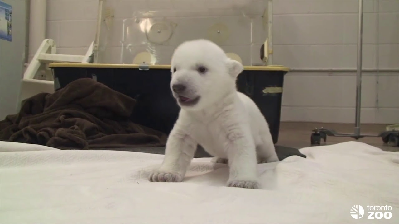 Toronto Zoo's Baby Polar Bear Takes First Steps