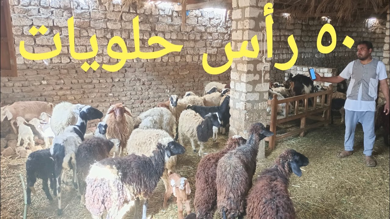 غنم وماعز وخرفان بأجمل الاسعار من المعلم منصور يومكم كلو رزق ٢٦/ ١/ ٢٠٢٥