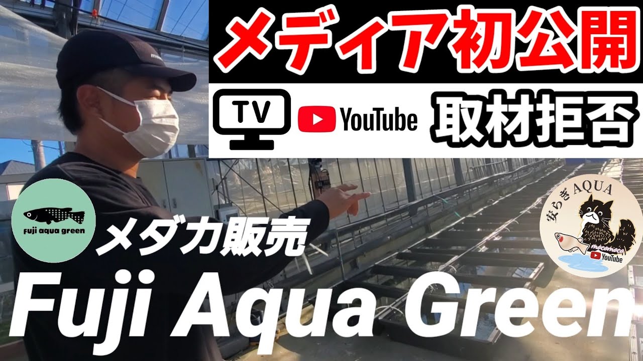超有名メダカブリーダー！Fuji Aqua Green(取材拒否の店.フジアクアグリーン)にYouTuber安らぎAQUAちゃんねるが初潜入！サボラメ.ブルー.イエロー.体外光.リアルロングフィン