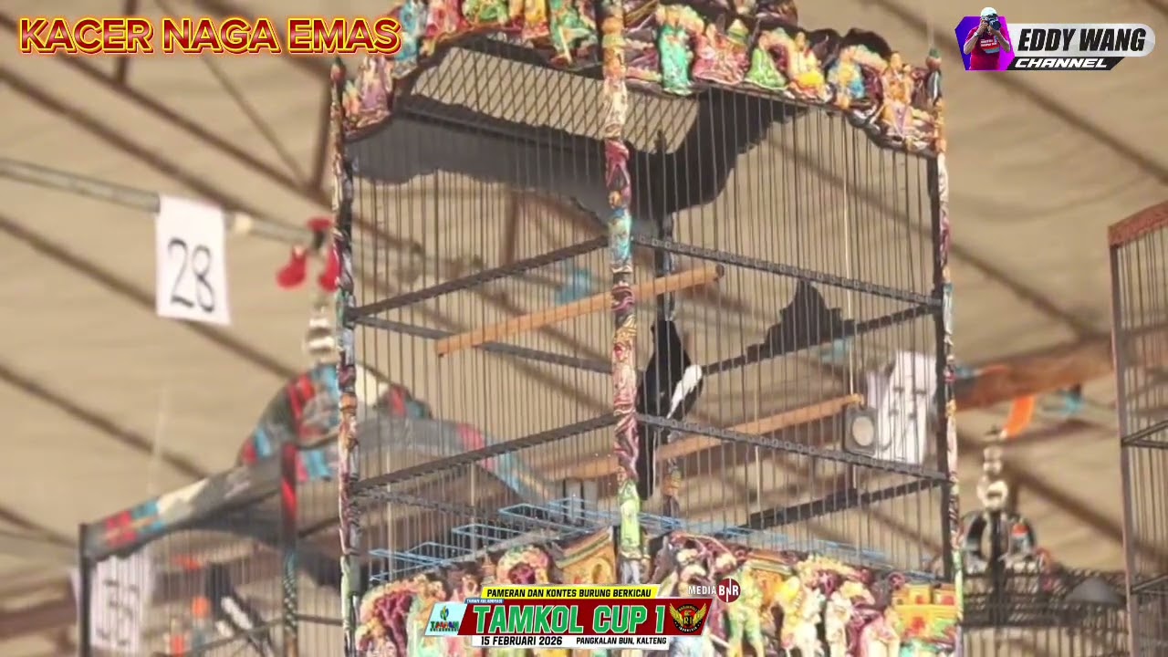 Tampil Mewah Naga Emas Sabet Kacer Terbaik