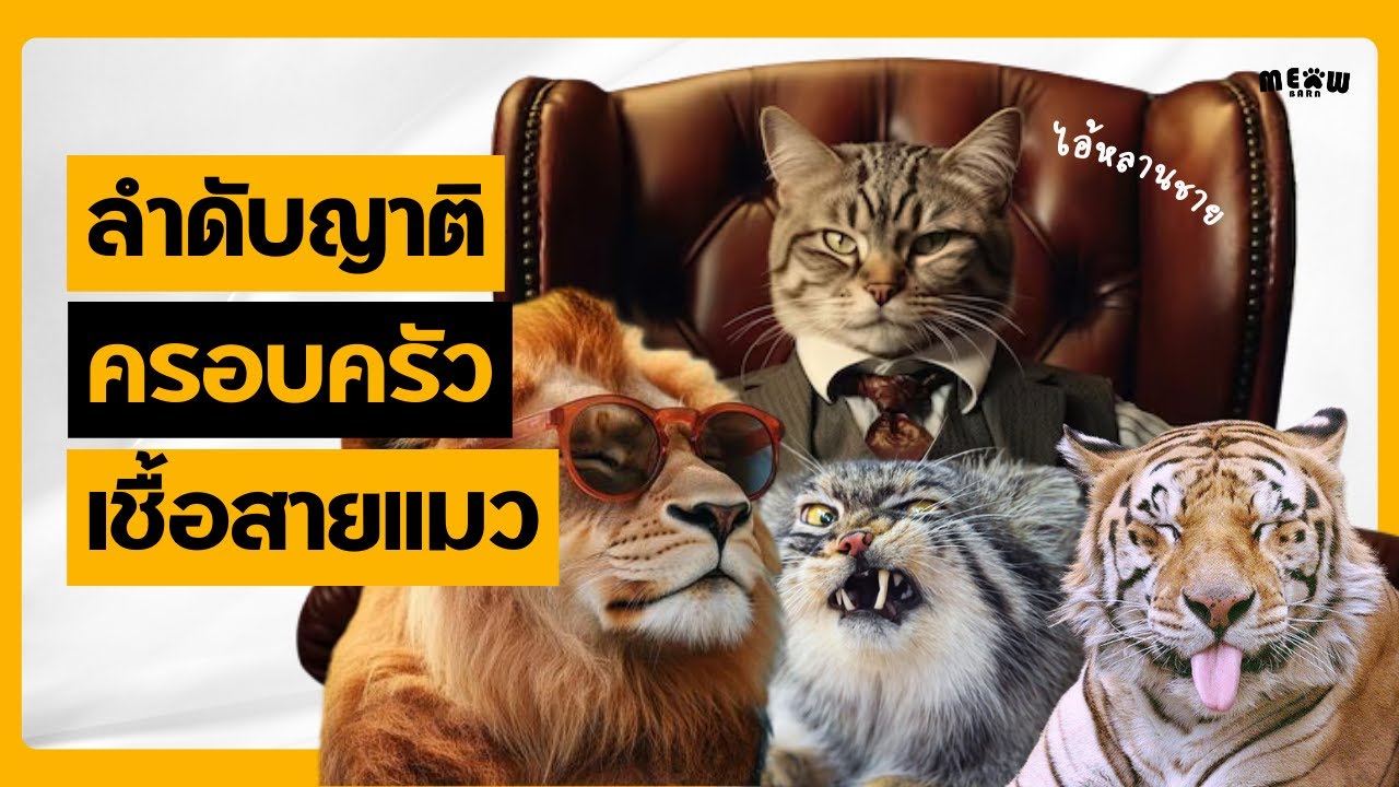 ผังตระกูลแมวทั้งโลก! จากเสือเขี้ยวดาบถึงน้องแมวบ้านเรา 🐾