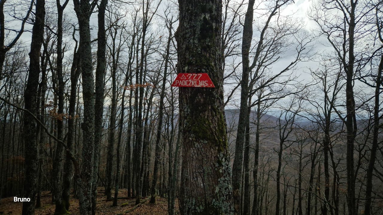 Padežki vis, veljača 2026.g.