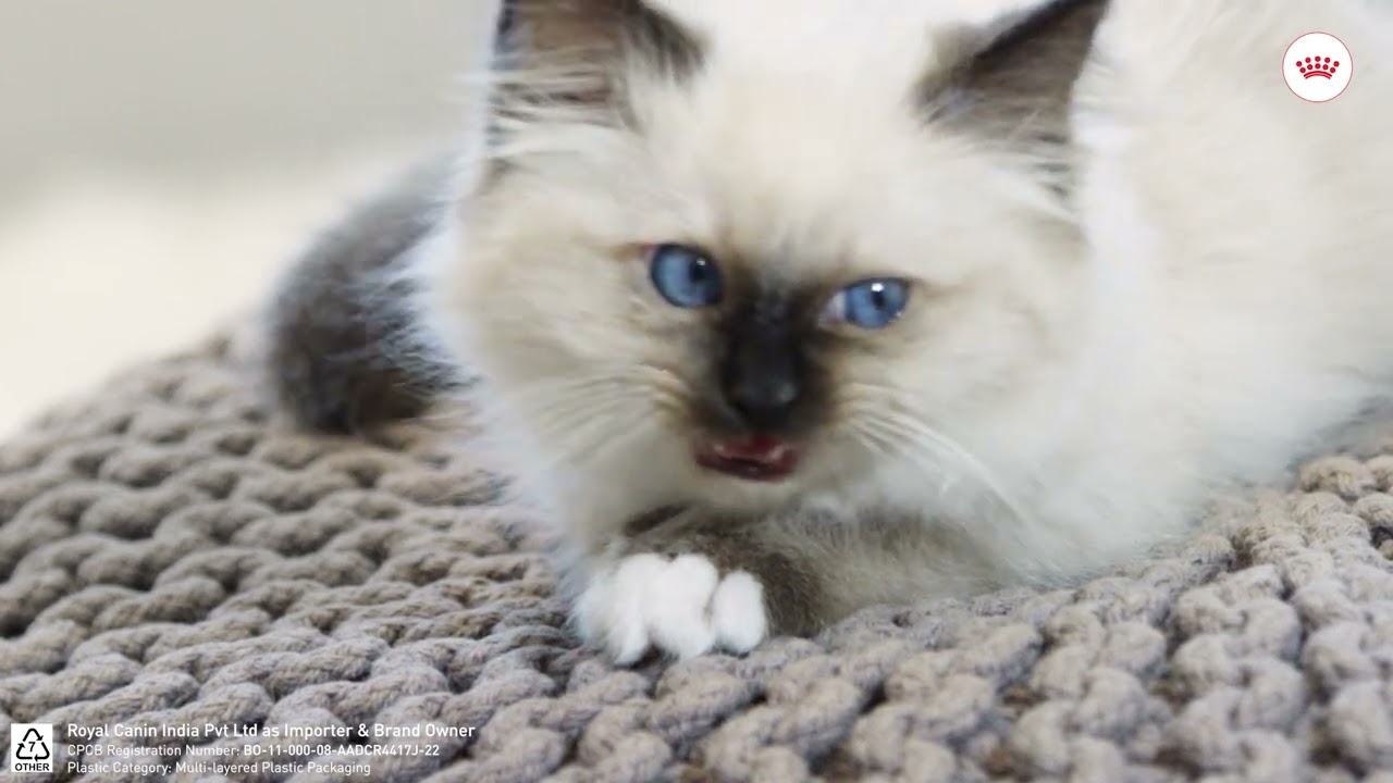 Royal Canin - Tailored Nutrition for Persian Kitten