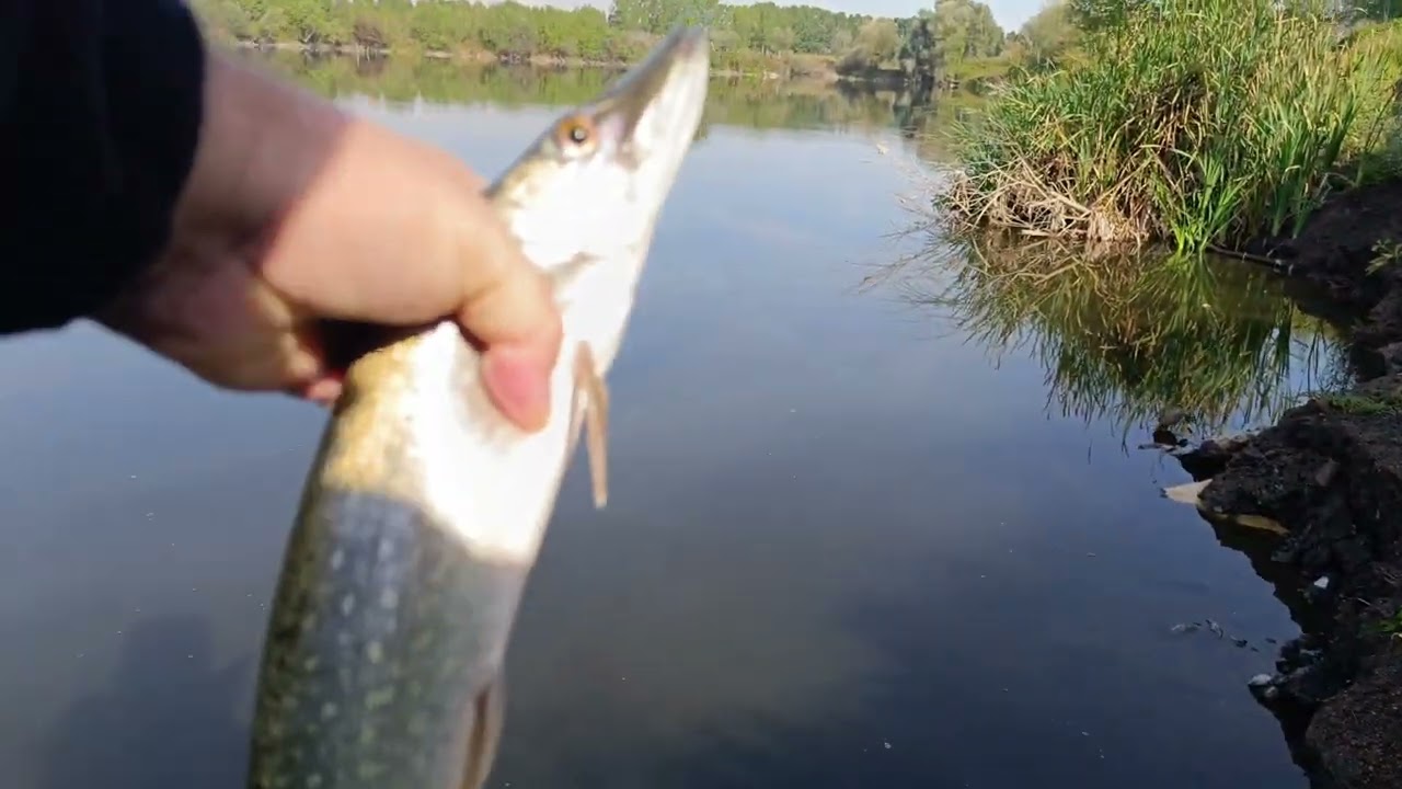 Sabah Suyunda Atçek Spin Turna Oklama Avı/Pike Fish 