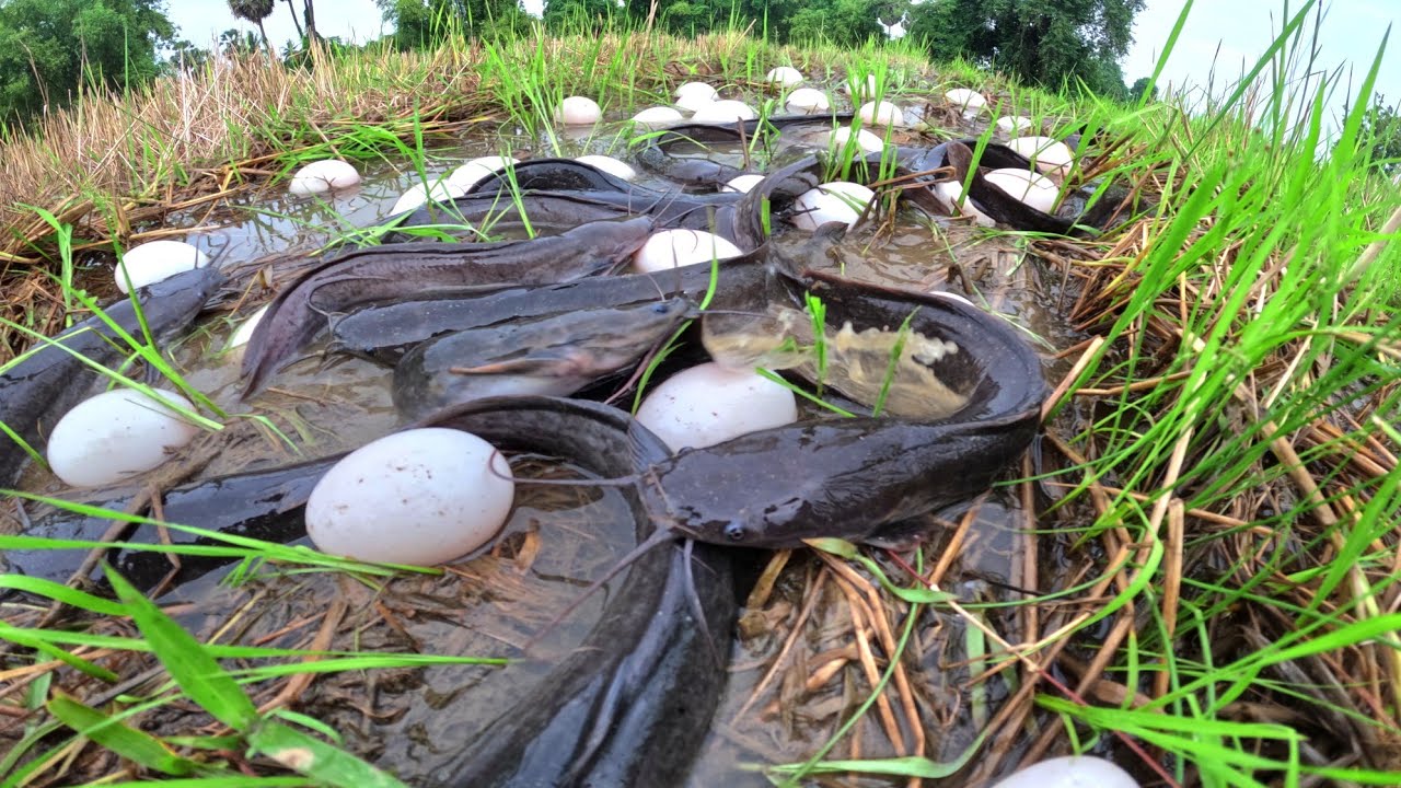wow Amazing fishing skills, catch a lot of fish in water and pick duck eggs in rice field 