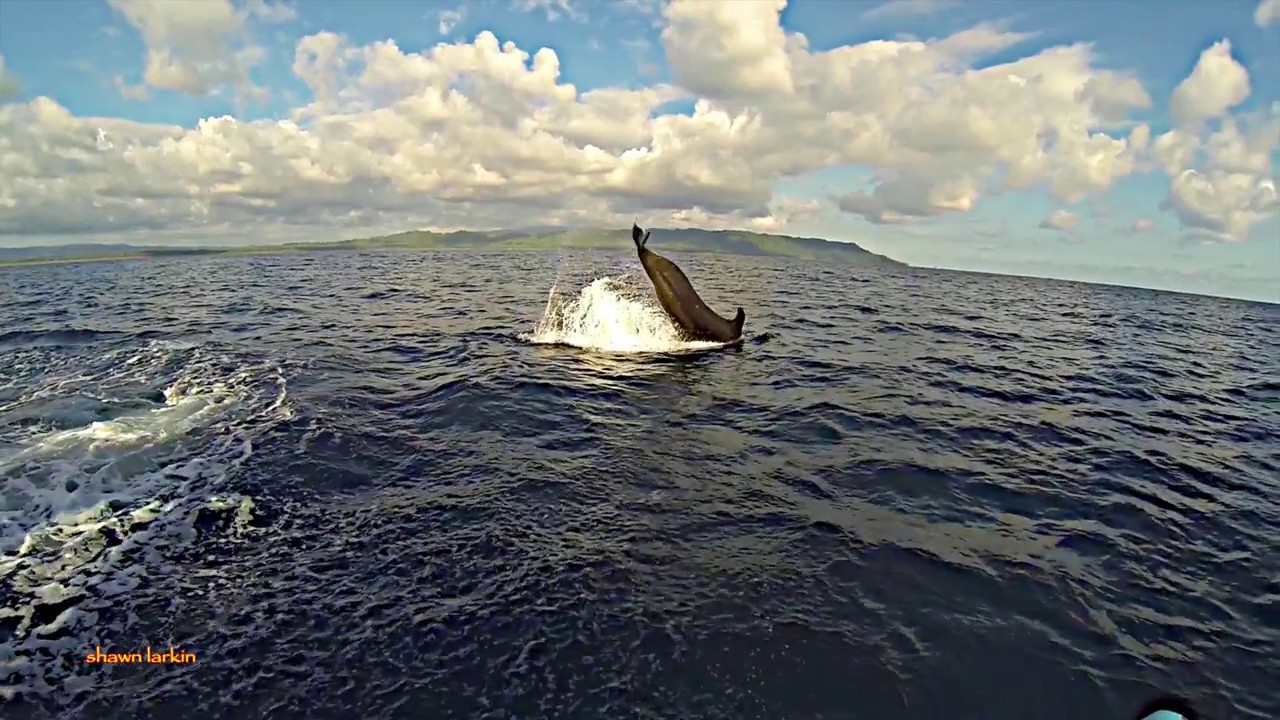 False Killer Whales Pseudorca traveling offshore of Corcovado National Park Costa Cetacea Media