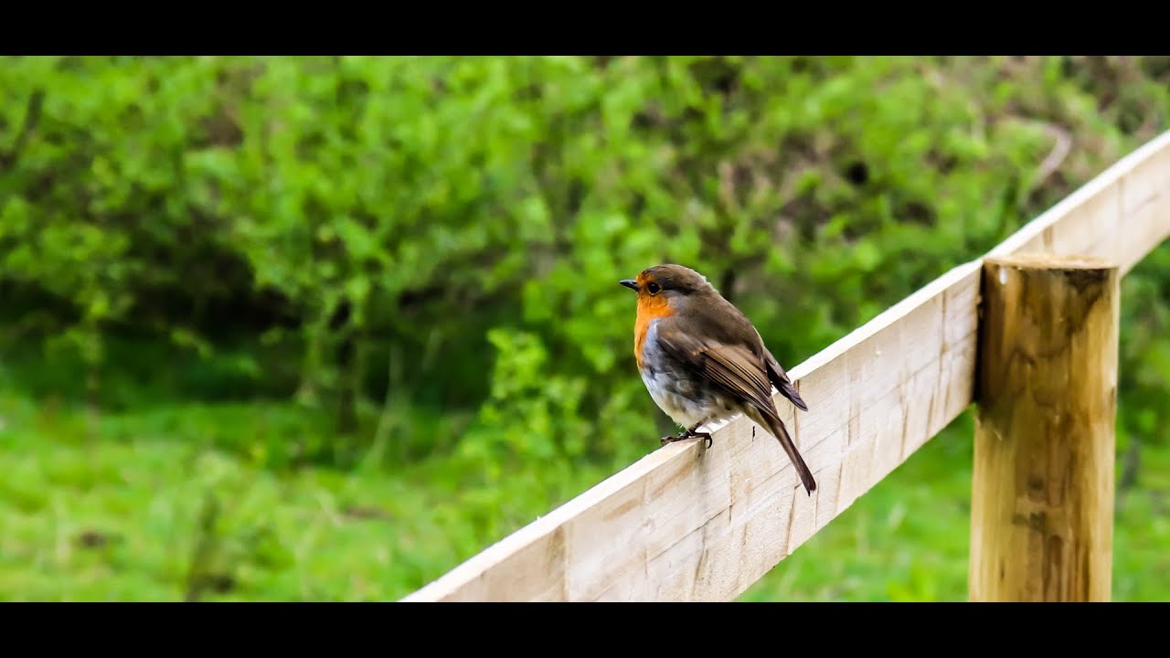 Rain and Thunderstorm with Robin Birdsong