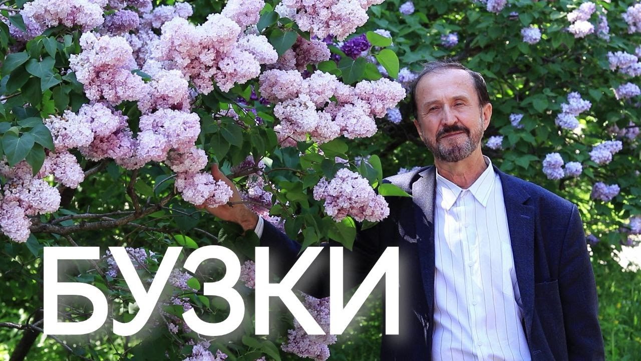НАЙКРАЩІ СОРТИ БУЗКІВ ВЛАСНОЇ СЕЛЕКЦІЇ