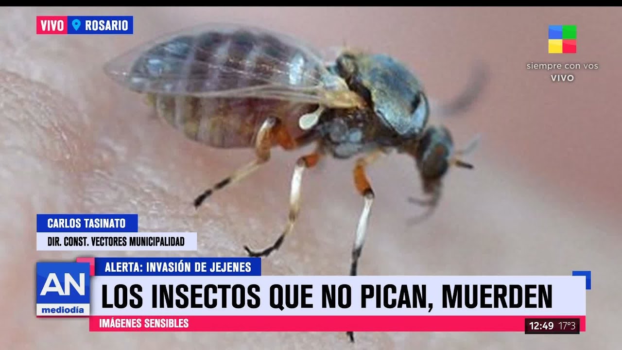 🦟 Alerta por invasi&oacute;n de jejenes: reaparecieron con todo esta temporada