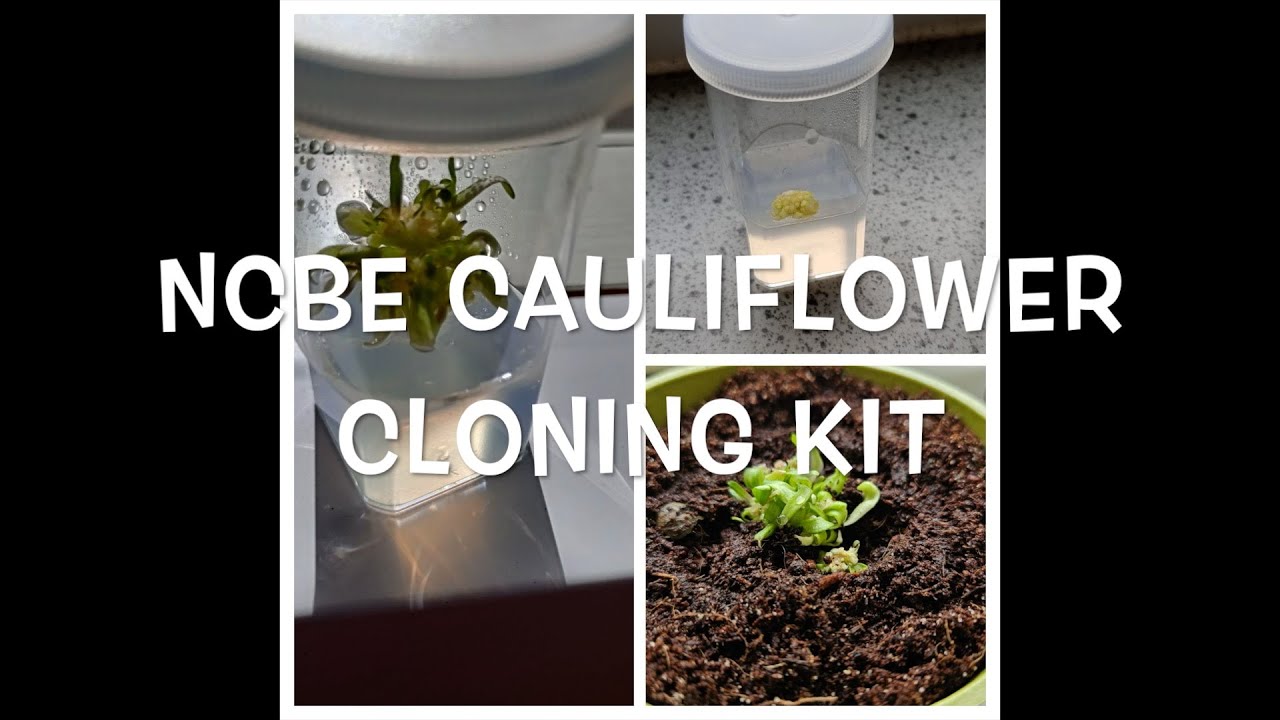 NCBE Cauliflower Cloning