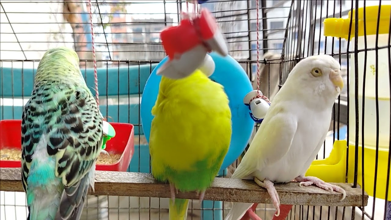 Bird's Lifestyle 34