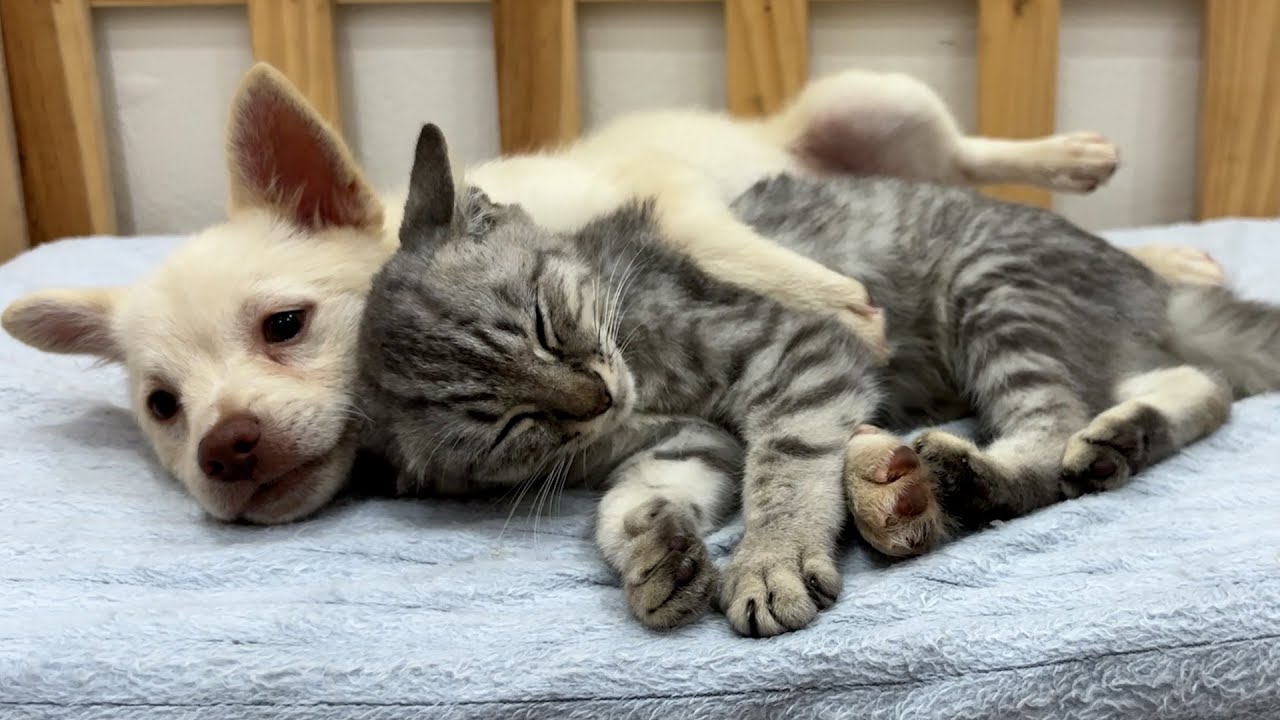 The First Time an Abandoned Puppy Meets a Kitten — A Friendship Begins