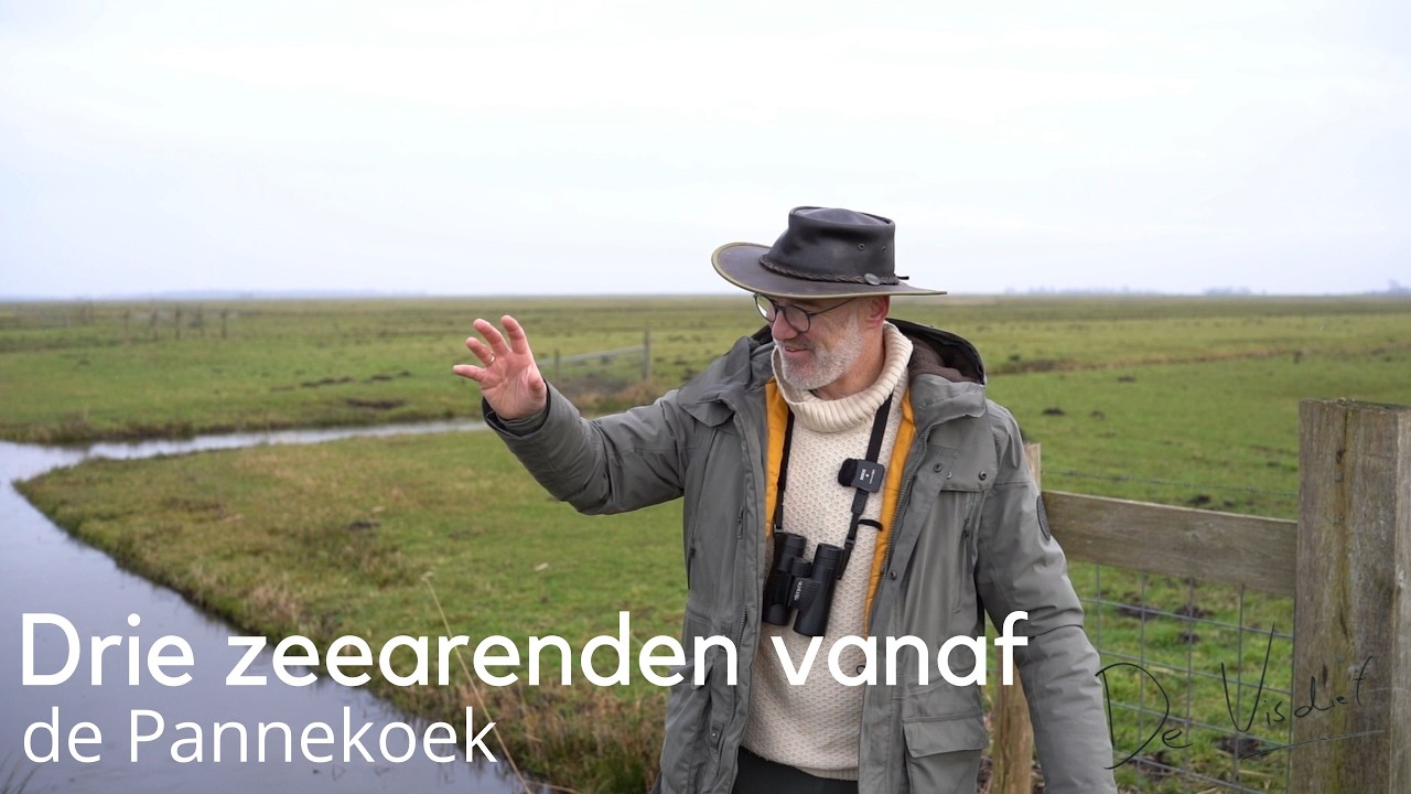 Drie zeearenden vanaf de Pannekoek #1718