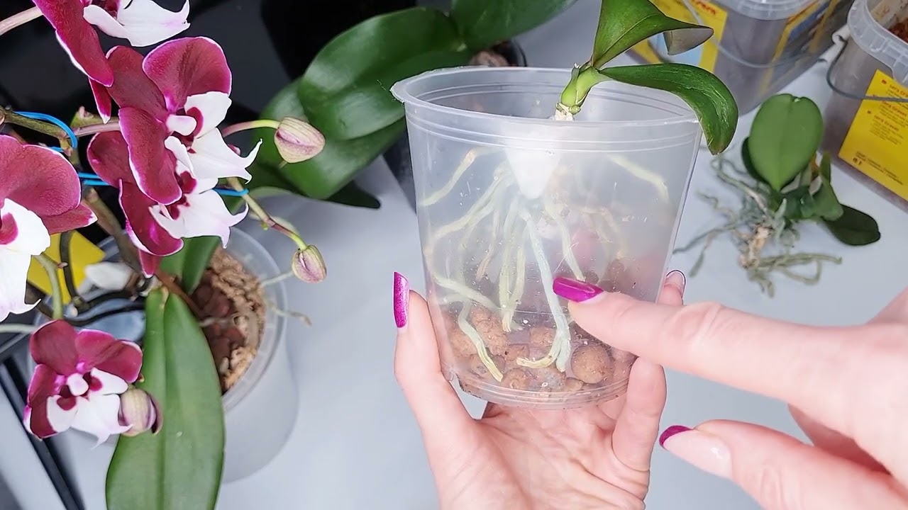 Orchidee als Palme 🌴🫣
