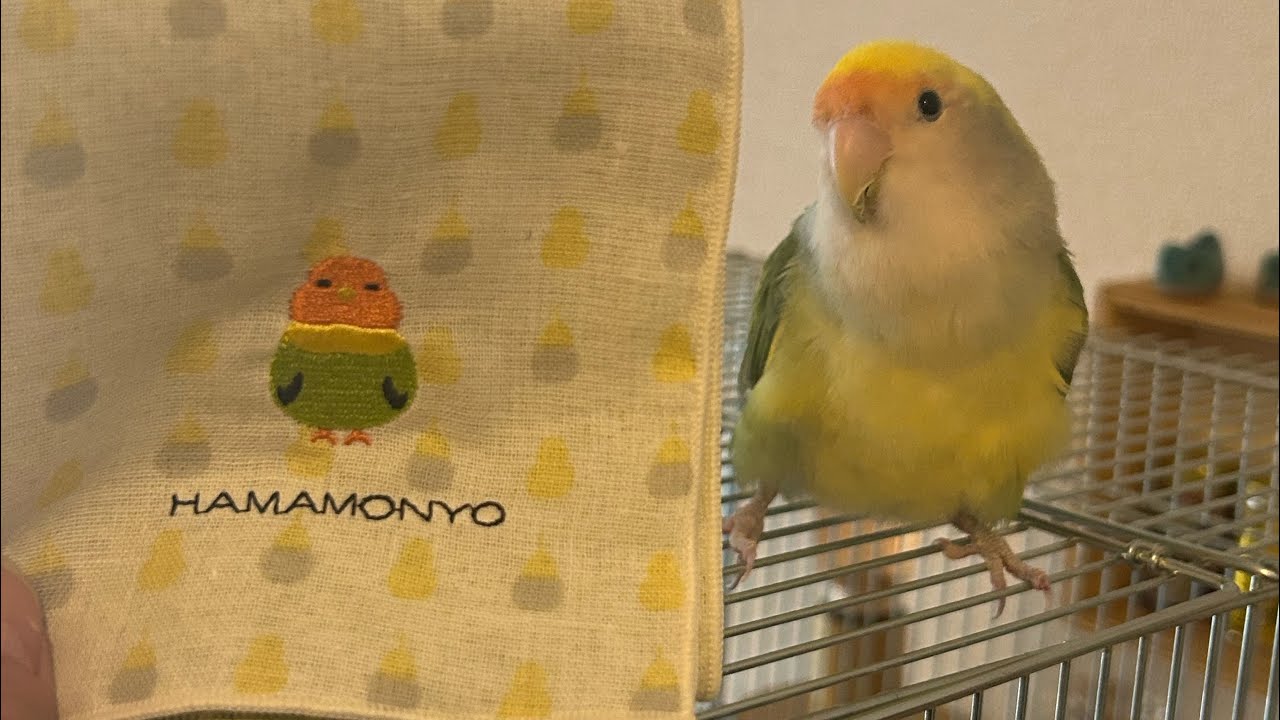 【インコと暮らす何気ない日常】 #インコのいる暮らし #lovebirds #おばあちゃんインコのみどりちゃん #コザクラインコのあおさん #parrot #癒し 