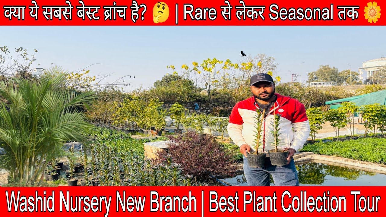 WASHID NURSERY NEW BRANCH IN MiYAN CHOWK 