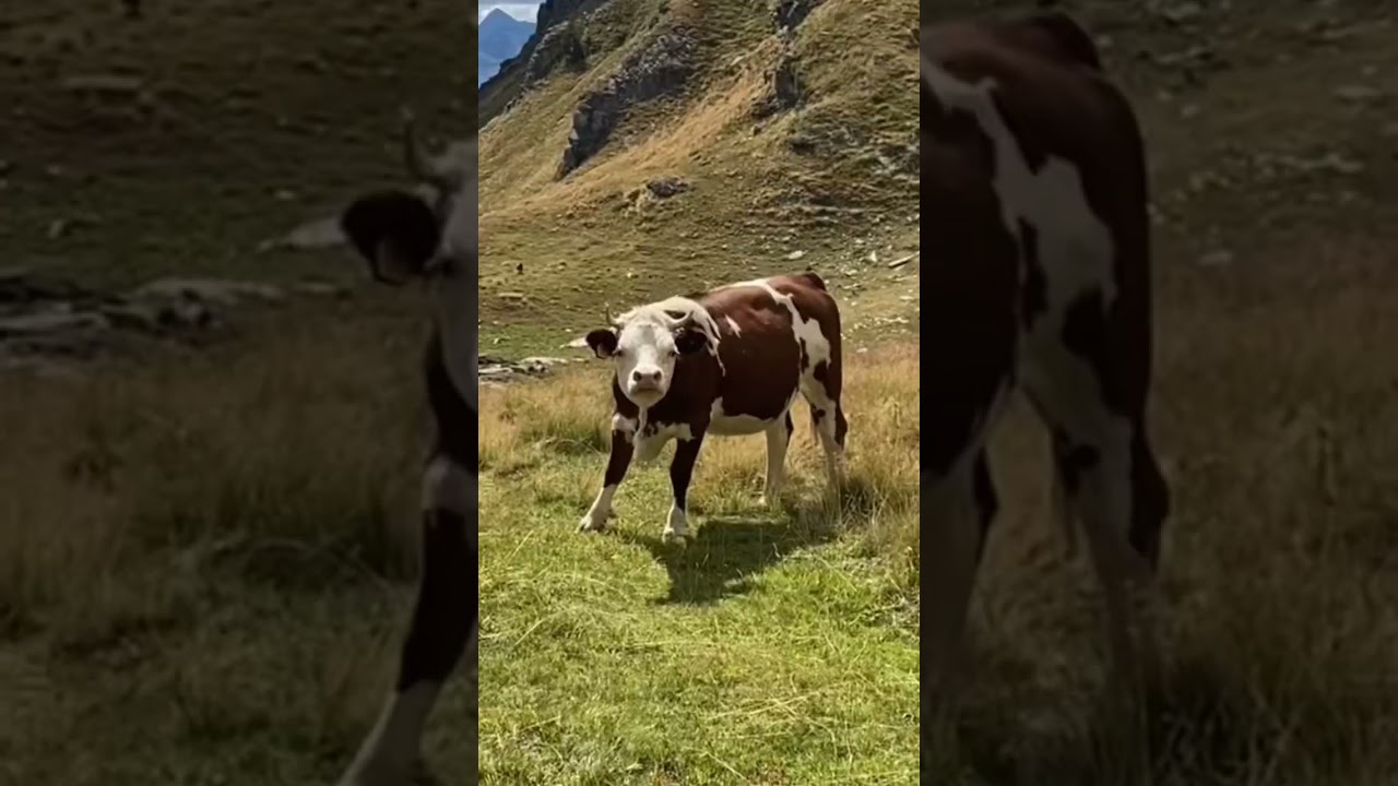 la mucca🐮