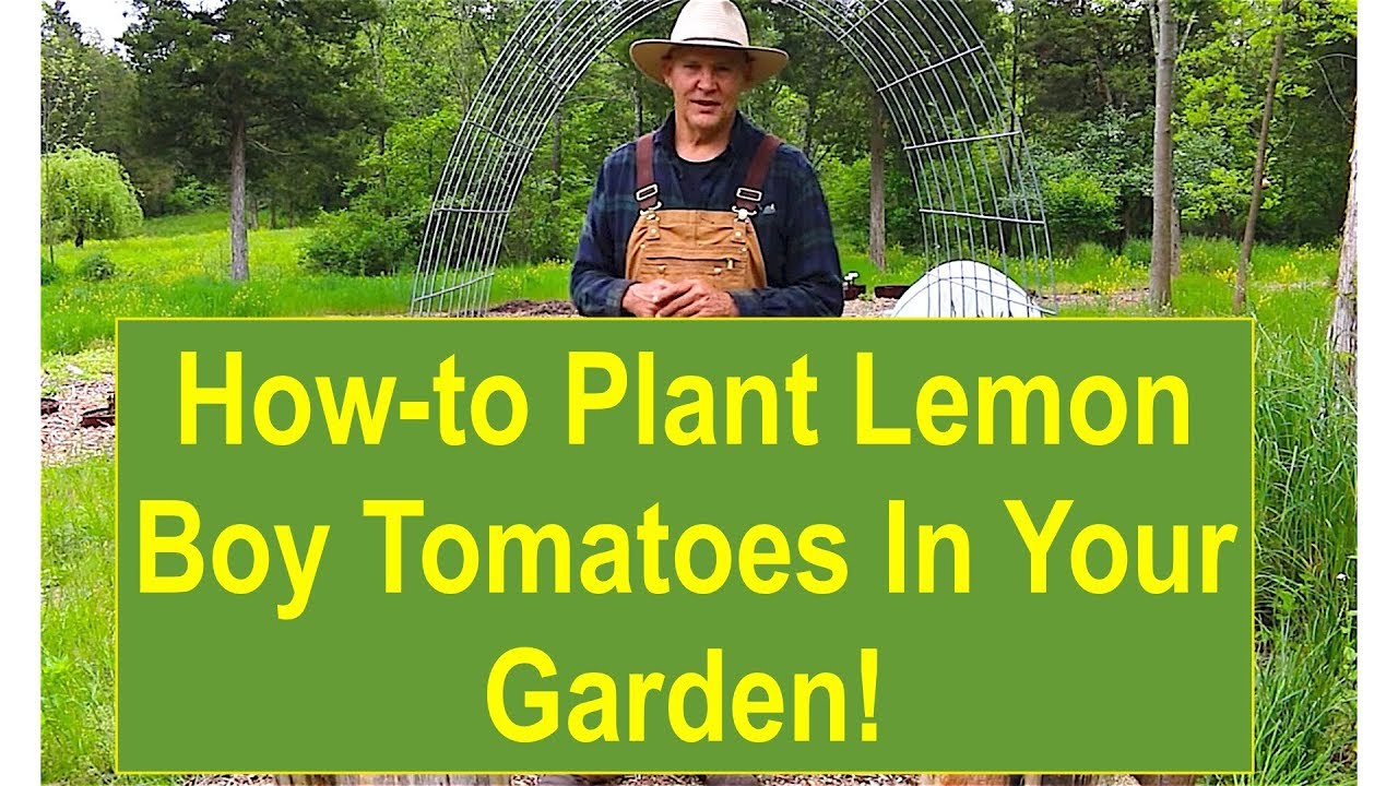 How to Plant Lemon Boy Tomatoes in Your Garden!