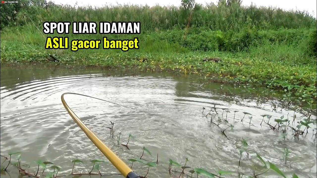 Spot liar ini potensi jadi sarang nila babon yang jadi incaran pemancing